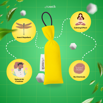 Camphor Shell – Original